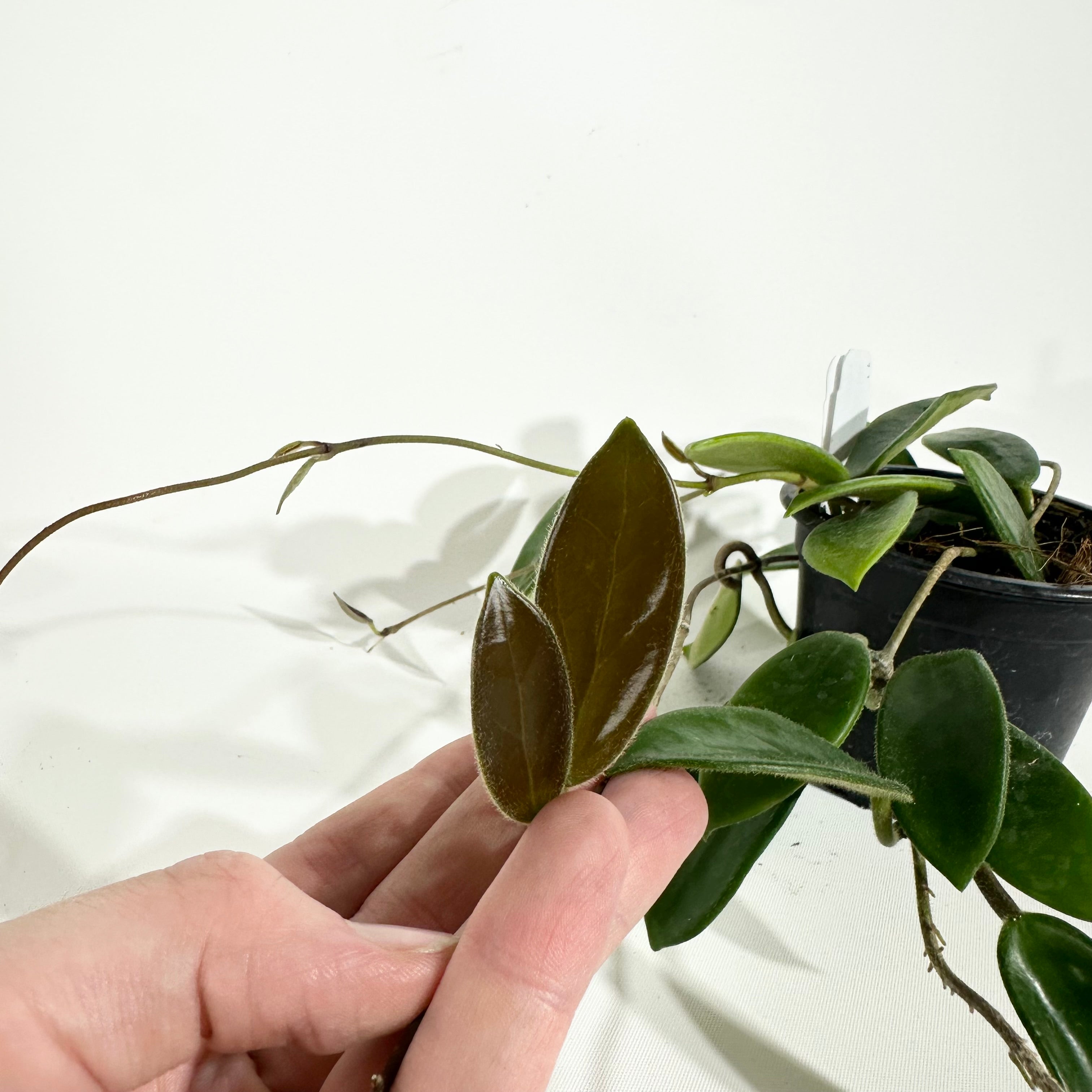 Z-5112 - Hoya vangviengiensis – Steve's Leaves