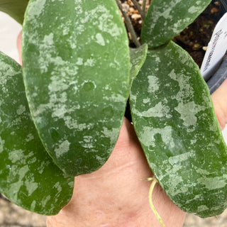 Hoya phuwuaensis