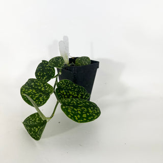 Z-4747 - Scindapsus pictus "Green Form" (Hassk)