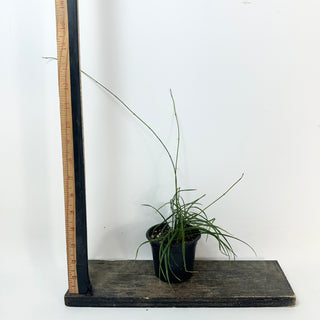 Hoya stenophylla [#2424]