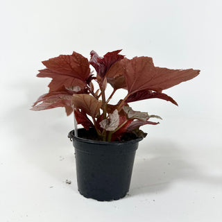 Begonia 'Lamoon' [#1986]