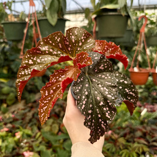 Begonia 'Cracklin' Rosie'