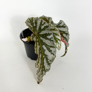 Begonia 'Silver Beauty' [#2176]