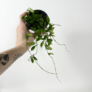 Hoya 'Mini Pixie' [#2336]