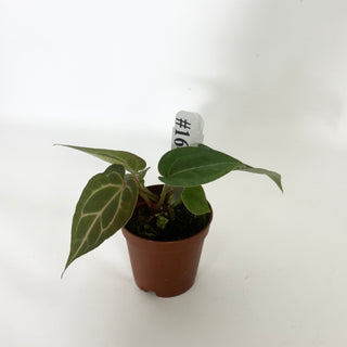 Anthurium 'Doc Block F3' - 2 Seedlings [#1649]