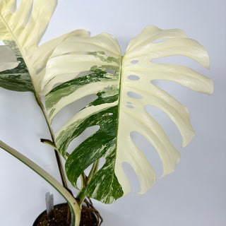 Monstera deliciosa var. borsigiana albo-variegata [#2350]