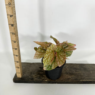 Begonia 'Snow Capped' (Variegated) [#1470]