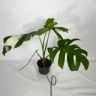 Monstera deliciosa var. borsigiana albo-variegata [#1521]