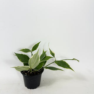 Hoya polyneura (outer variegated) [#1628]