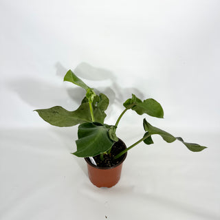 Z-4623 - Philodendron rugosum (Aberrant Form)