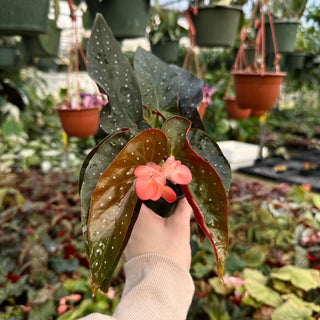 Begonia 'Harmony's Fireball'