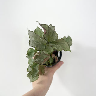 Begonia 'Madhatter' [#2057]