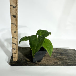 Anthurium Wu papillilaminum x 'Arnold Schwarzenegger' [#1787]