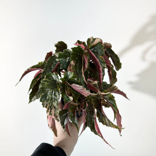 Begonia 'Ginny Galaxy' [#2244]