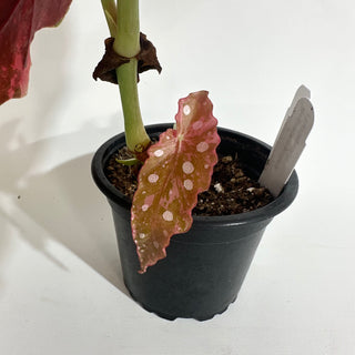 Begonia maculata (Variegated) [#2014]