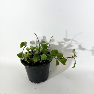 Hoya kanyakumariana [#2137]