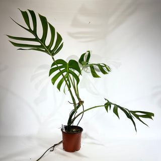 Monstera deliciosa var. sierrana [#1848]