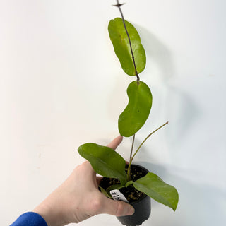 Hoya sp. Papua Skow [#1667]