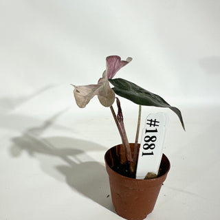 Alocasia 'Polly' (pink mint) [#1881]