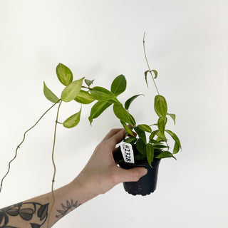 Hoya dennisii 'Frida' [#2328]