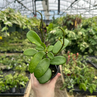 Hoya liangii