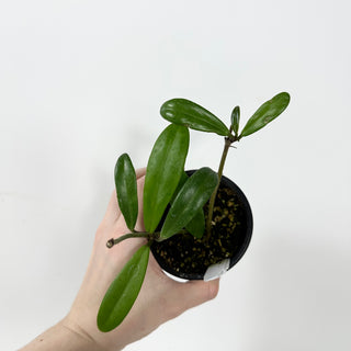 Hoya revolubilis [#2335]