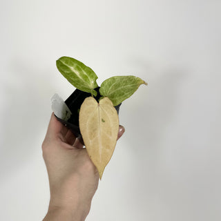 Anthurium 'Jean-Claude Van Damme' x 'Arnold Schwarzenegger' [#2088]