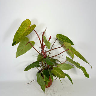 Philodendron 'Painted Lady' (Non-TC) *Sport* [#2097]