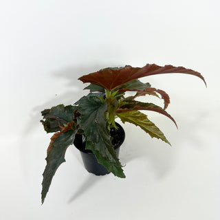 Begonia 'Peppermint Princess' [#2088]