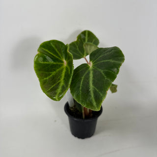 Begonia chingipengii [#1988]