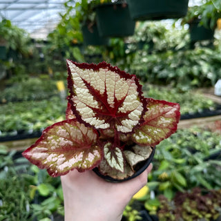 Begonia 'Katherine'