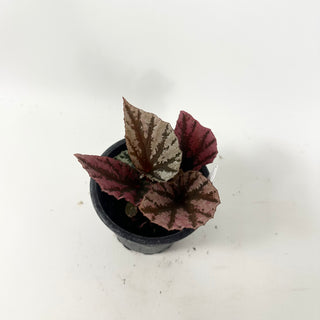 Begonia 'Snowberry' [#1909]