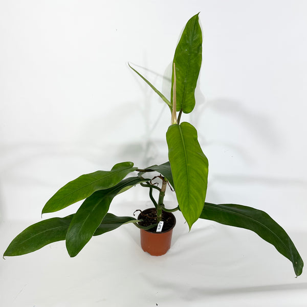 BFB4FD68-62C7-4DFB-ABE8-