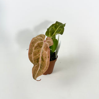 Anthurium 'Arnold Schwarzenegger' x 'Chuck Norris' - Seedling [#2121]