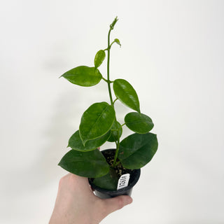 Hoya sp. PNG (red cup flower) [#1921]