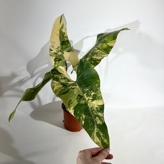 Philodendron domesticum variegata (Non-TC) [#1925]