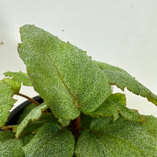 Begonia 'Pollux' [#2087]