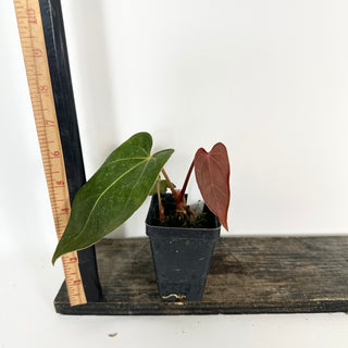 Anthurium Fairchild crystallinum/Red crystallinum x self [#2079]