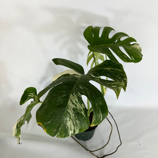 Monstera deliciosa var. borsigiana albo-variegata [#1172]