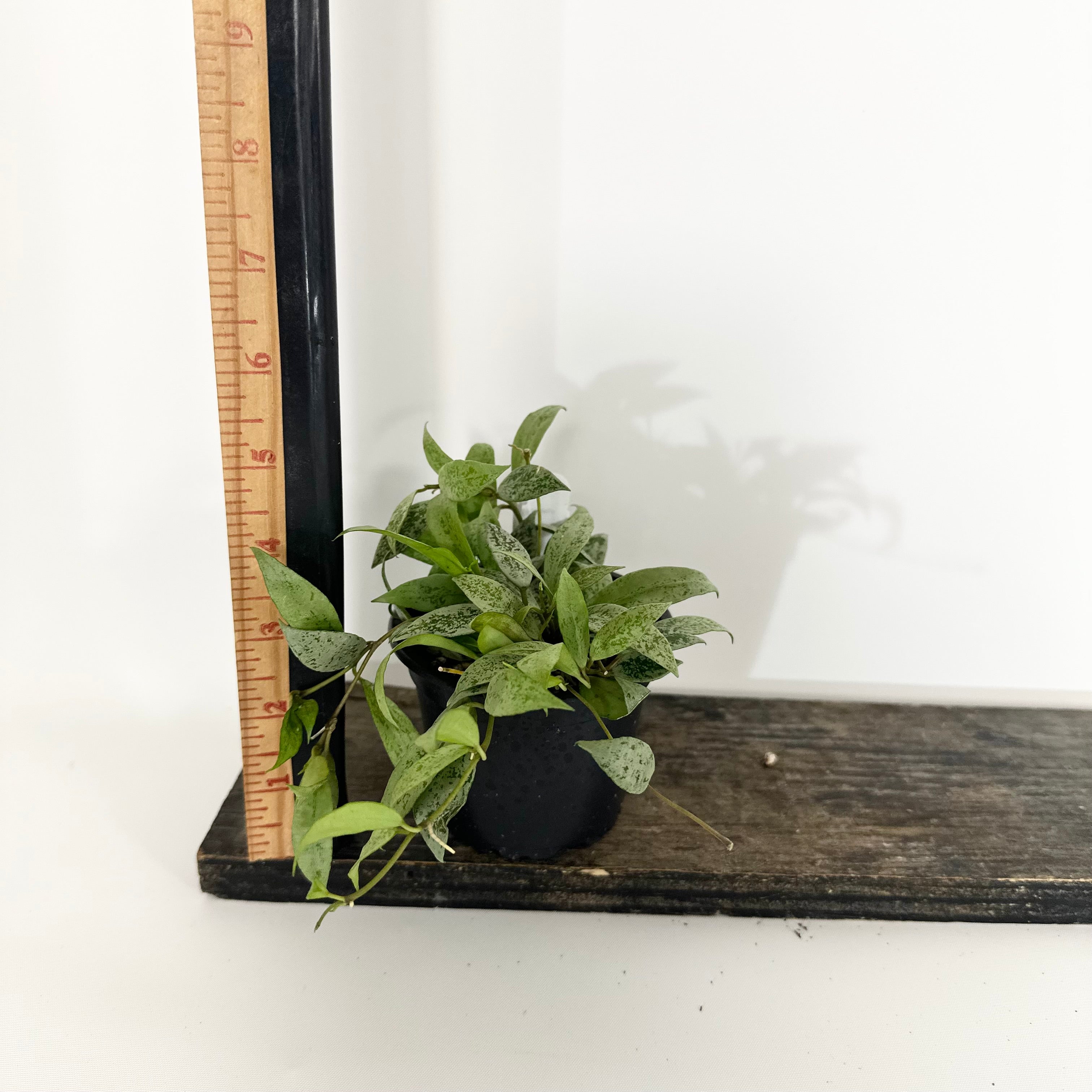 Z-5137 - Hoya lacunosa 'Moonlight' – Steve's Leaves