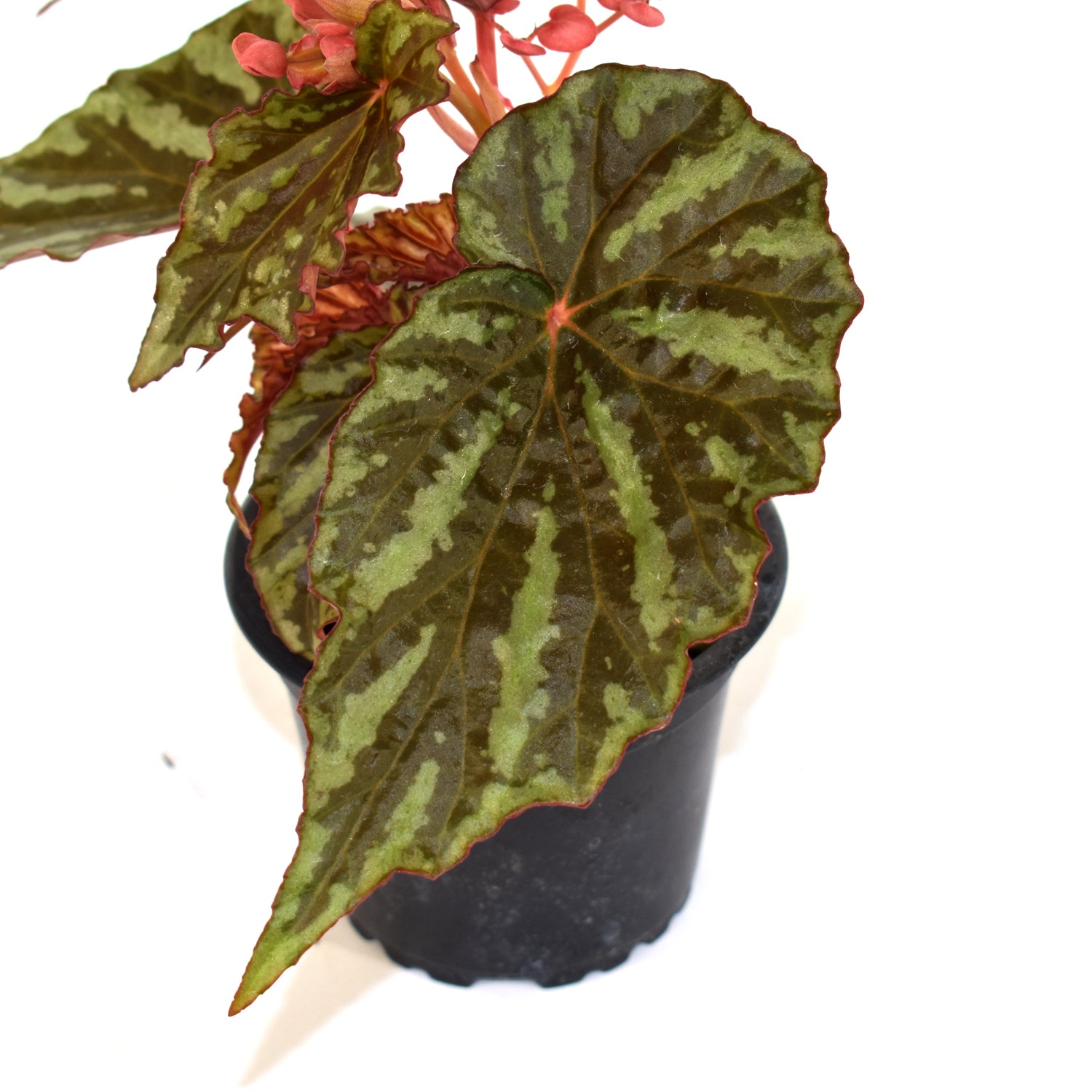 Begonia 'Irian Jaya'