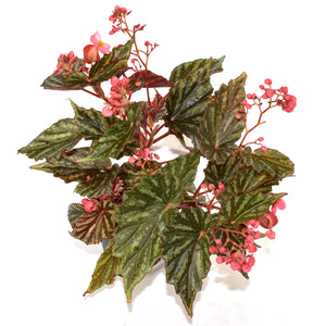 Begonia 'Irian Jaya'