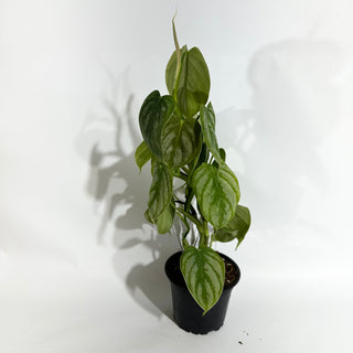 Z-4988 - Philodendron aff. brandtianum