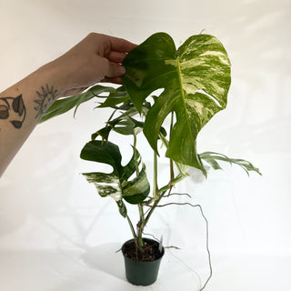 Monstera deliciosa var. borsigiana albo-variegata [#1851]