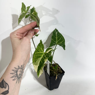 Z-5019 - Syngonium podophyllum 'Batik' variegata