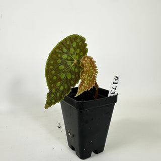 Begonia chlorosticta [#1732]