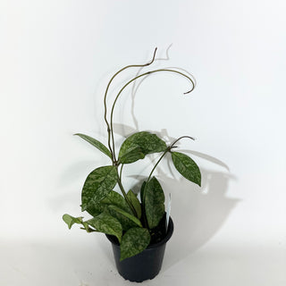 Hoya crassipetiolata (Splash) [#2058]