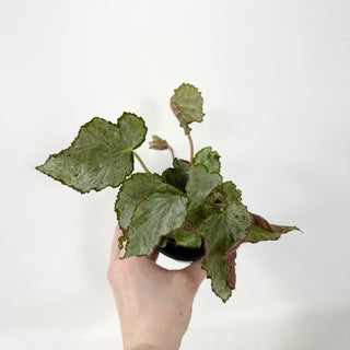 Begonia 'Madhatter' [#1940]