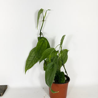 Z-5319 - Anthurium sp. 'Limon' - 5.5" Pot