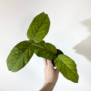 Hoya meredithii [#2142]